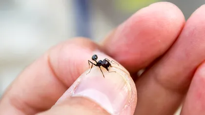 Doi adolescenți au fost arestați după ce au fost prinși cu 5.000 de furnici ascunse într-o cameră de hotel. Insectele urmau să ajungă în Europa și să fie vândute pe mii de euro