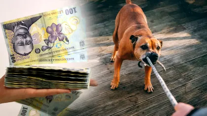 Ce este asigurarea de răspundere civilă pentru câini periculoși. Cum funcționează RCA-ul pentru animale de companie