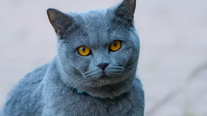 Ce înseamnă când pisica te priveşte insistent. Mesajul pe care îl transmite