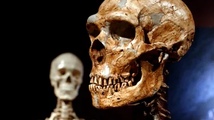 Craniul uman care a însoțit dineurile de la Oxford: O poveste de colonizare și devalorizare a vieții