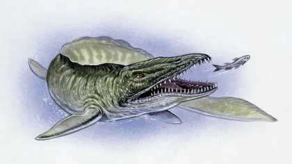 Descoperire importantă în mâlul unui fluviu: Cum schimbă fosila de mosasaur gigant tot ceea ce știau oamenii de știință