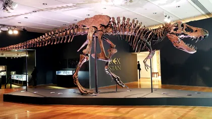 Fosilele de T. rex ajung tot mai des în colecții private: Cum afectează asta știința, de fapt