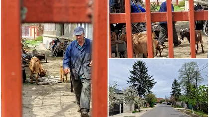 ”Mielul de țară” pentru Paște, o poveste cu final tragic! Se vând pe sub mână de frica lui Piedone și dispar din cauza magazinelor