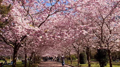 Oraşele din România cu cei mai frumoşi cireşi japonezi înfloriţi. Bucureştiul are o grădină spectaculoasă, dar puţin cunoscută