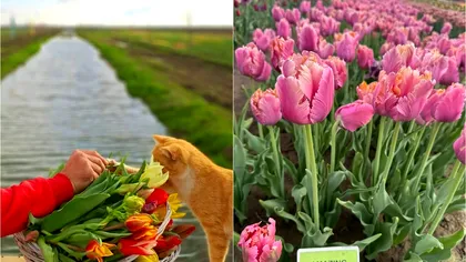 Locul la 55 de minute de Bucureşti de unde poţi culege singur lalele. Iei acasă câte vrei, costă doar 1,5 lei firul