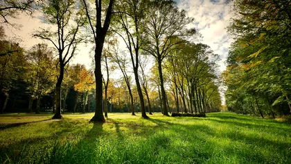 Parcul din Bucureşti care a dispărut în câteva săptămâni. 12 hectare de pădure, transformate în zonă comercială