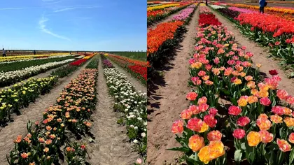 Mica Olanda de România, paradisul ce îi fascinează pe vizitatori. La doar o oră de București, te poți bucura de un peisaj unic