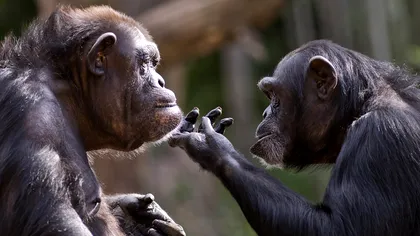 Rănile la oameni se vindecă de trei ori mai lent decât la animale. E de vină evoluția fără blană?