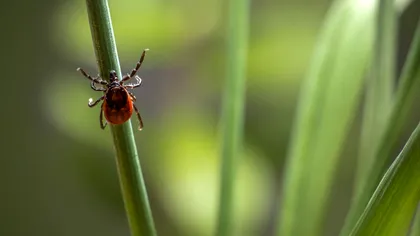 Zonele preferate de căpușe în curte și grădină. Cum le identifici și le elimini