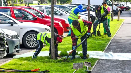 Copacii care au împânzit Sectorul 6 din Bucureşti. De ce se plantează sute de Liquidambar printre blocuri