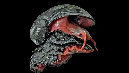 Monstrulețul blindat din adâncuri: melcul-vulcan care nu mănâncă, are inimă uriașă și carapace de fier