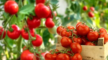 Cum recunoști roșiile crescute natural din comerț. Ce trebuie să verifici înainte să le cumperi