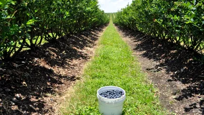 Fructul cu care o româncă întoarsă din Germania face până la 20.000 de euro pe hectar. Agricultorii îl ignoră, dar e o adevărată mină de aur