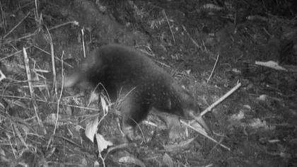 O cameră de filmat a surprins un animal din epoca dinozaurilor. Nimeni nu credea că mai există, după 60 de ani de la ultima apariție