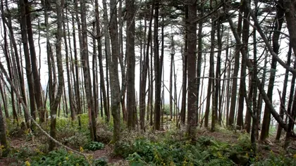 Cum arată orhideea sălbatică a României, floarea pe care nu ai voie să o culegi. Poate fi admirată în puține locuri din țară, este considerată o „comoară naturală”