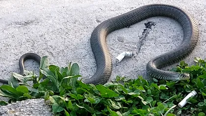 Parcul din România invadat de şerpi. Locuitorii, speriaţi: 