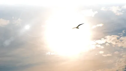 Pasărea care zboară la cea mai mare înălțime. Una a lovit un avion la 11.300 de metri în 1973