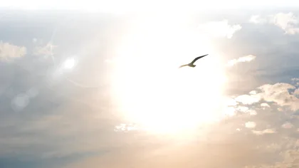 Pasărea care zboară la cea mai mare înălțime. Una a lovit un avion la 11.300 de metri altitudine