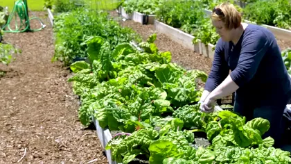 Planta care-i umple de bani pe micii agricultori. E mină de aur pentru fermieri, dar a fost ignorată până acum