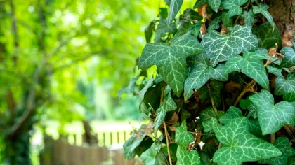 Planta interzisă pentru vânzare sau cumpărare. Directiva vine de la UE