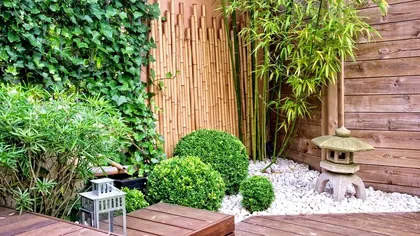 Planta pe care nu e bine să o ai în curte. Pare inofensivă, dar usucă florile și pomii din jur