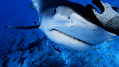 Sharkfest revine: Spectacolul verii cu rechini de pe National Geographic Wild