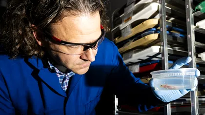 Un medicament pentru acnee ar putea fi cheia regenerării membrelor umane