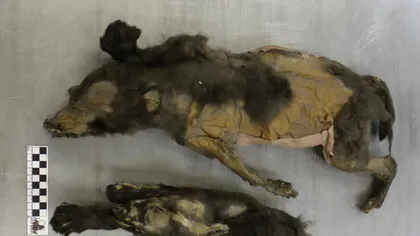 Cățeii de gheață care au păcălit știința: fosilele de 14.000 de ani erau, de fapt, lupi veritabili