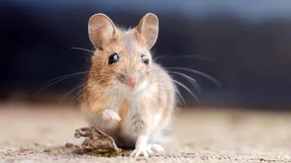 Un medicament anti-îmbătrânire promite să prelungească viața la animale, conform unui studiu recent