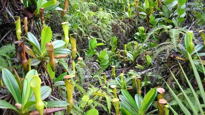 Planta carnivoră din România, o raritate. Cum arată şi unde se găseşte