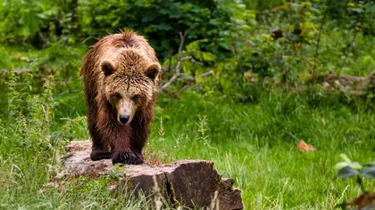 Ce să nu faci atunci când te întâlnești cu ursul în pădure. Autoritățile române fac apel la populație