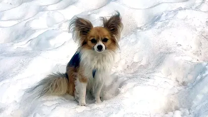 Căzut într-o prăpastie în munți, un bărbat a fost salvat de câinele său, un Chihuahua devenit erou patruped în Elveția