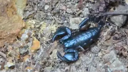 Comuna din România invadată de scorpioni, pe fondul temperaturilor extreme. Fenomenul neobișnuit, explicat de specialiști