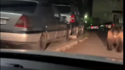 Urşii nu se mai tem nici de maşini, prin oraş. Animalul, pregătit să atace un autoturism în mers: 