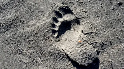 Amprente ale unor copii de neanderthal, cu o vechime de peste 78.000 ani, descoperite pe o plaja din Portugalia