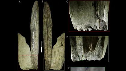 Briceagul elvețian, inventat, de fapt, de neanderthalieni? Descoperirea care ar putea schimba modul în care sunt priviți acești oameni preistorici