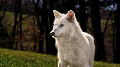 Lupii din Game of Thrones au crescut. Cât cântăresc animale inspirate din cărțile lui George RR Martin, la șase luni de viață