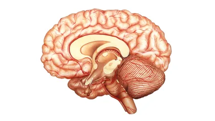 Se poate „umple” creierul cu amintiri? Ce spun neuroștiințele despre capacitatea memoriei umane
