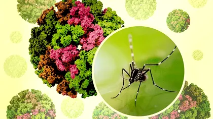 Avertismentul OMS: Virusul Chikungunya revine în forță și pune în pericol miliarde de oameni