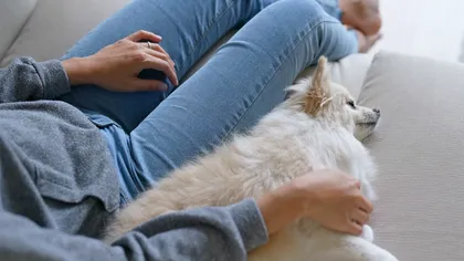 Amendă de 10.000 lei pentru proprietarii de câini: regula pe care toți trebuie să o respecte