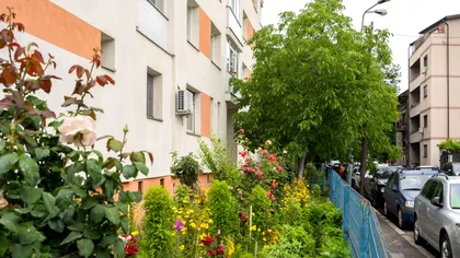 Când poţi uda copacii, plantele sau tunde iarba din jurul blocului fără a fi amendat. Detaliul din Codul Civil, Legea locuinței