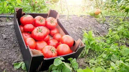 Cum să grăbești coacerea roșiilor cu un simplu ac de siguranță: truc uimitor pentru orice grădinar