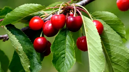 Cum să transformi un sâmbure de cireș într-un pom fructifer. Pași simpli și eficienți
