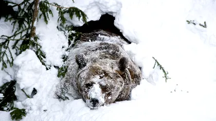 Oamenii ar putea avea „superputeri” de hibernare ascunse în ADN. Descoperirea care ar putea schimba tratamentele pentru diabet și Alzheimer