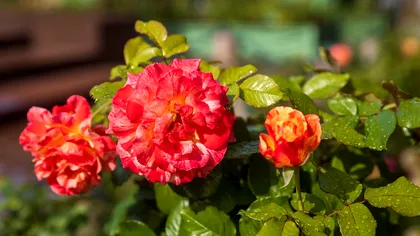 Ingredientul din bucătărie care ajută trandafirii să înflorească toată toamna