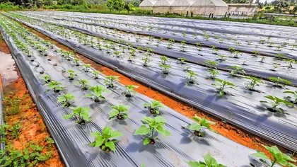 Recolte otrăvite în România. Ce au descoperit inspectorii agricoli pe câmpurile din sudul țării