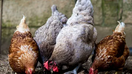 Vârsta la care găinile încep să facă ouă. Totul depinde de rasă