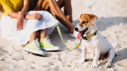 Greșelile pe care mulți stăpâni le fac vara și care pot fi fatale pentru căței. Cum îți protejezi animalul de companie pe caniculă. Medic veterinar: „Simptomele sunt clare”. EXCLUSIV