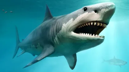 Oamenii de știință au aflat de ce rechinii megalodon au dispărut acum milioane de ani