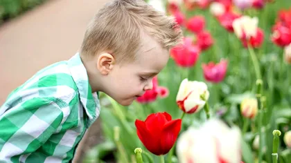 Un parfum de trandafiri ar putea crește volumul materiei cenușii din creier. Ce au descoperit cercetătorii